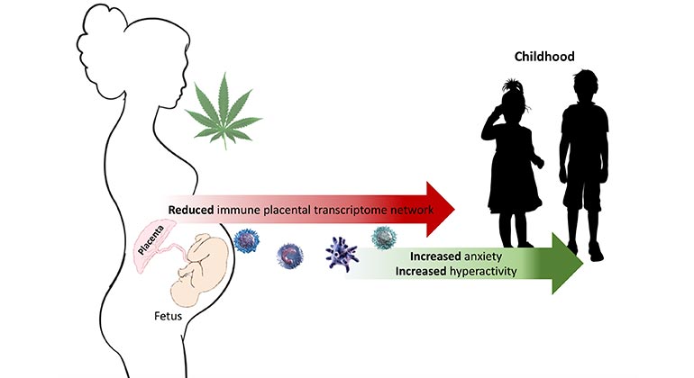 Cannabis Use During Pregnancy Impacts the Placenta and May Affect Subsequent Child Development